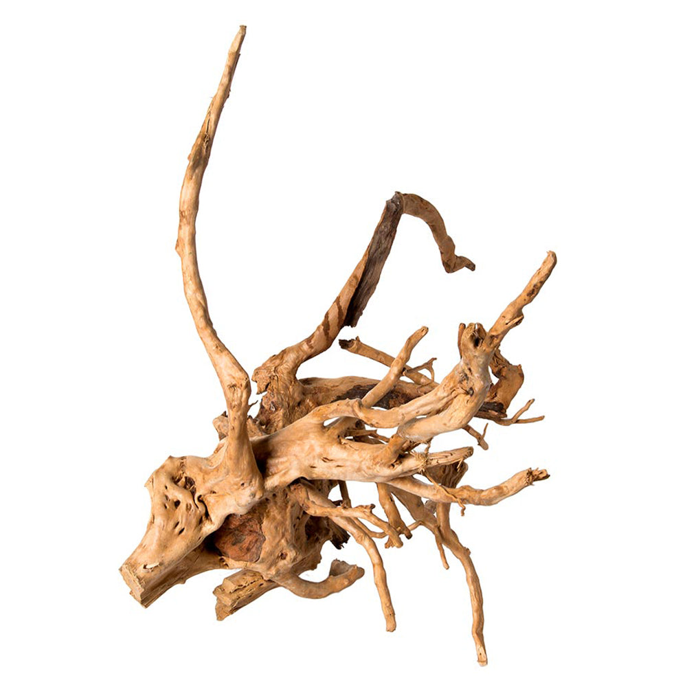 Image of Galapagos spider wood isolated on a white background