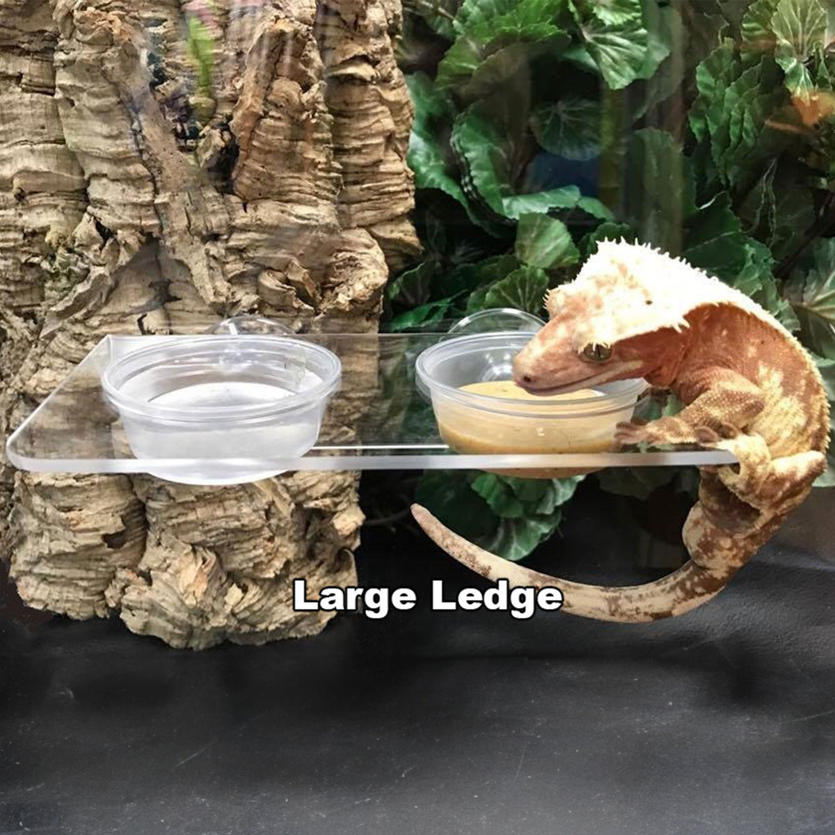 Pangea Suction Cup Gecko Ledge Large with crested gecko hanging, food dish, and water dish.