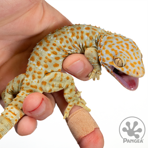 Female Subadult Tokay Gecko | T-016