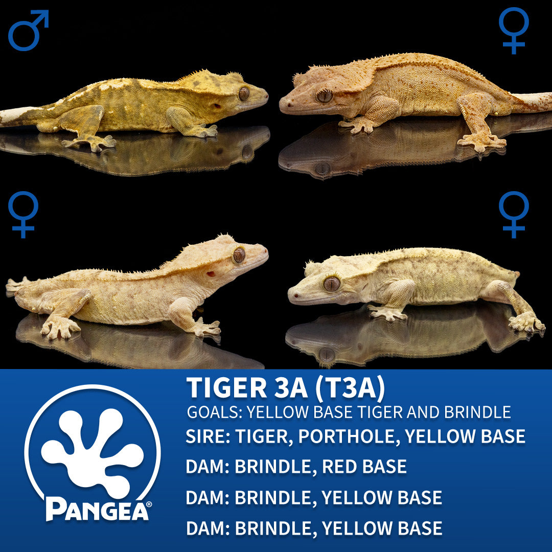 Cr-2828 breeder graphic