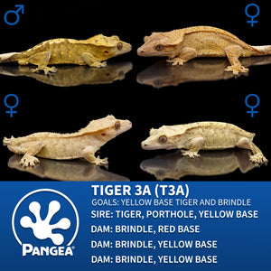 Cr-2828 breeder graphic