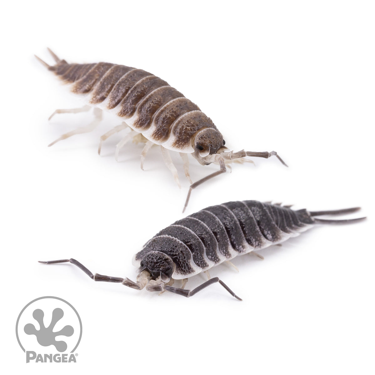 Porcellio hoffmannseggi ‘Titan’ Isopods