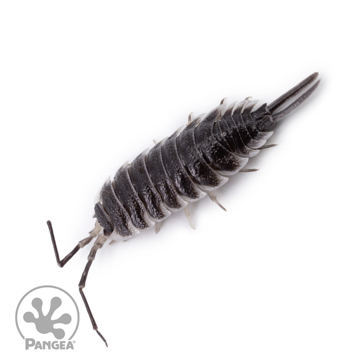 Porcellio hoffmannseggi ‘Titan’ Isopods