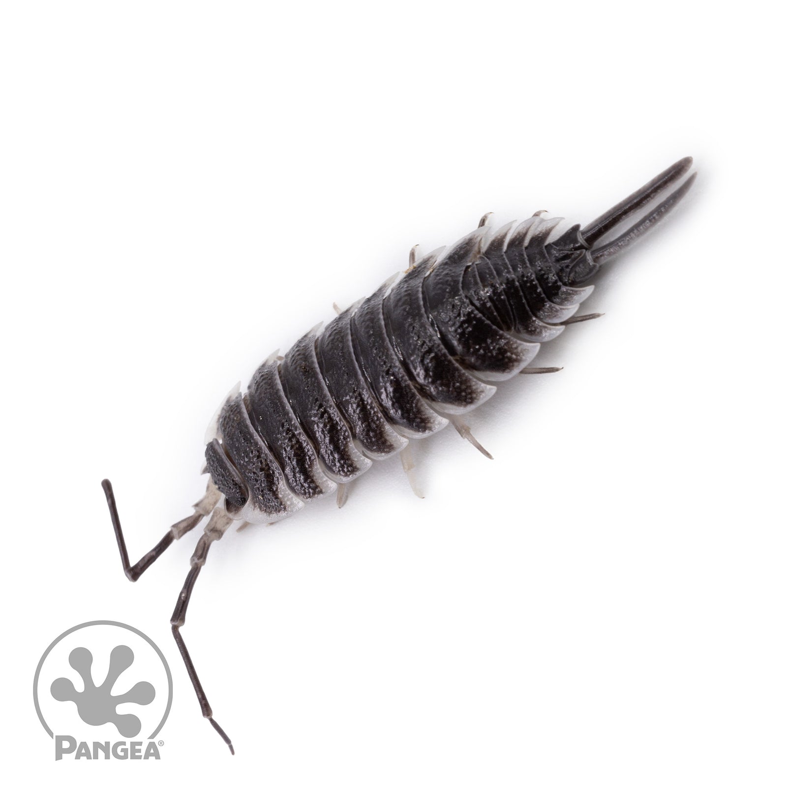 Porcellio hoffmannseggi ‘Titan’ Isopods