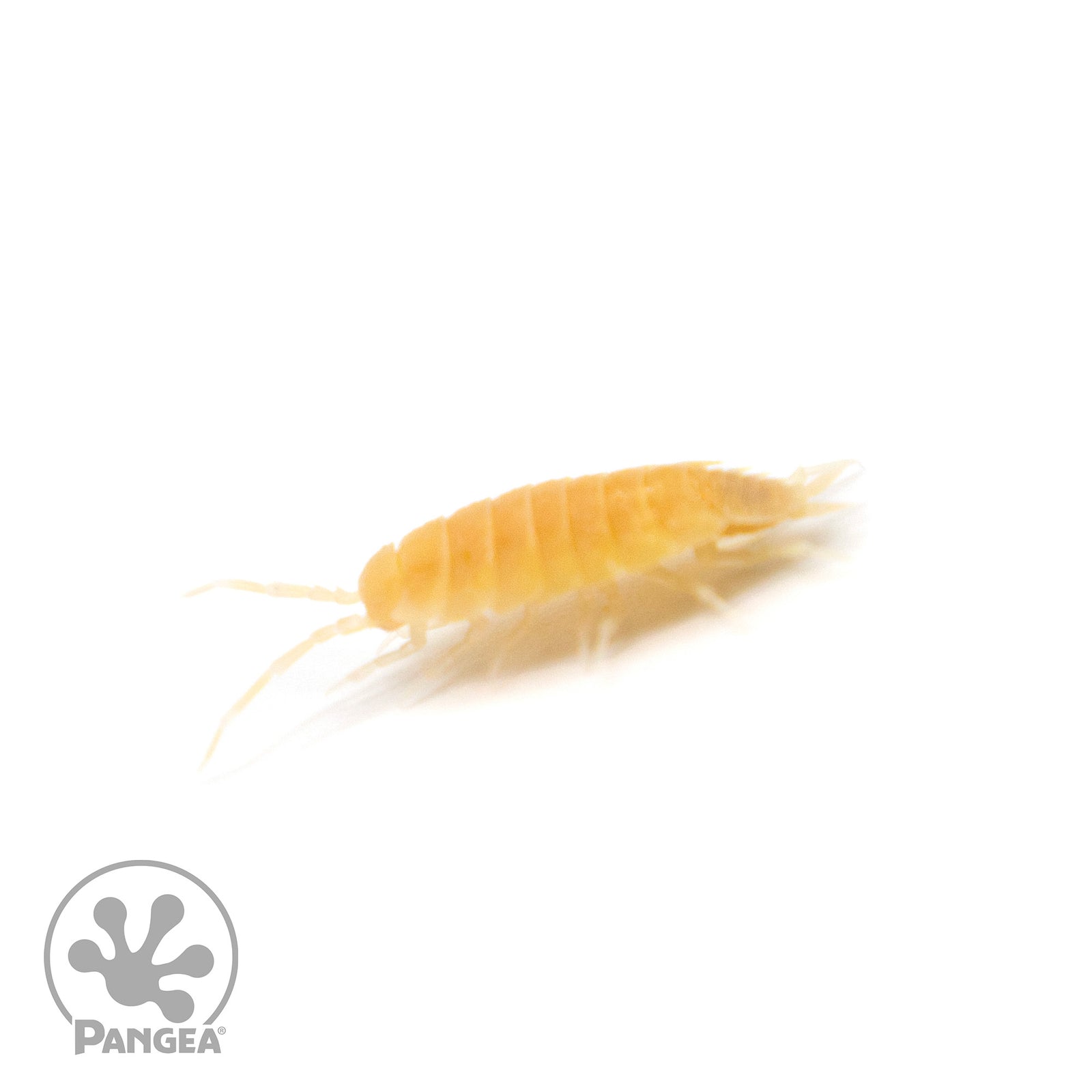 Porcellionides pruinosus 'White Out' Isopods