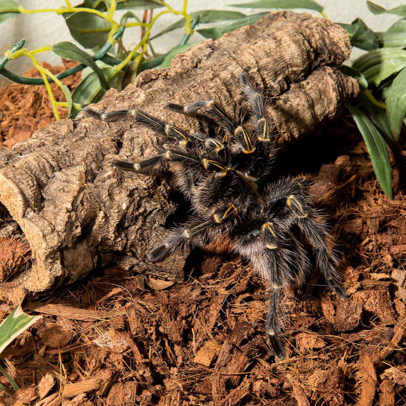 Galápagos Tropicoco Husk Breeder Block (72 quarts)
