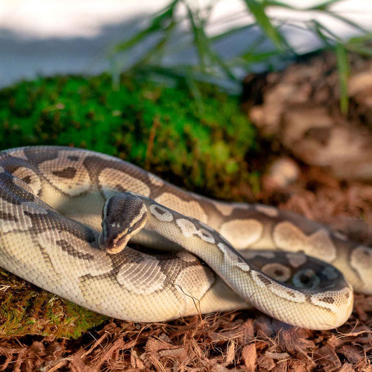 Galápagos Tropicoco Husk Breeder Block (72 quarts)