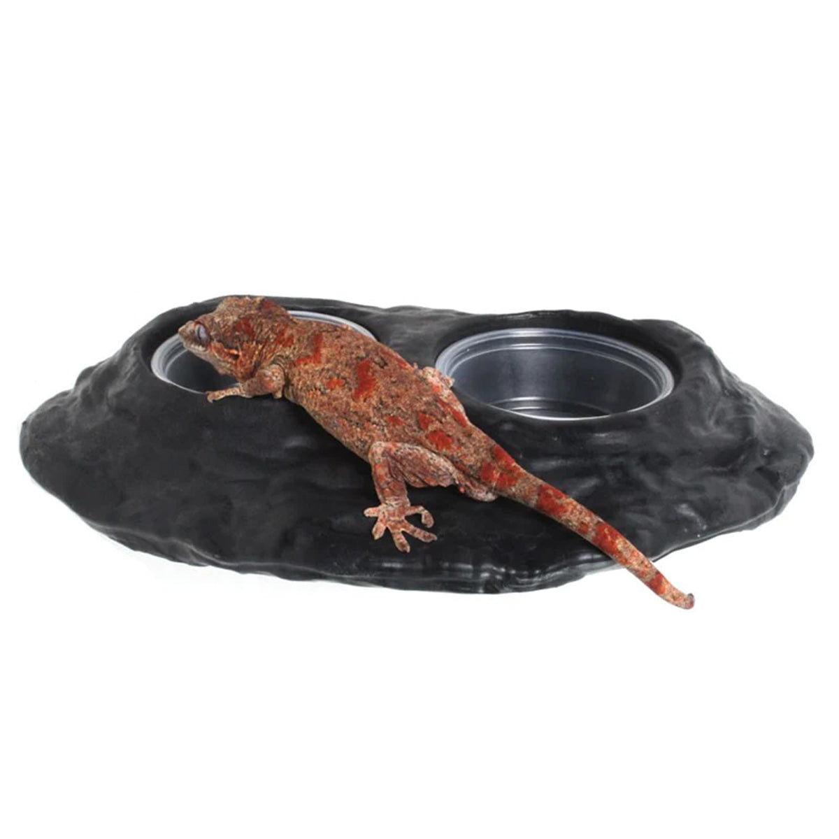 Pangea Ultimate Ledge - with gargoyle gecko and plastic bowls.