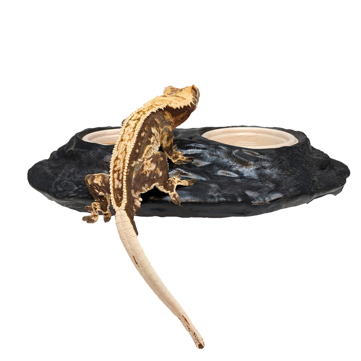 Pangea Ultimate Ledge - with crested gecko and biodegradable cups from front.