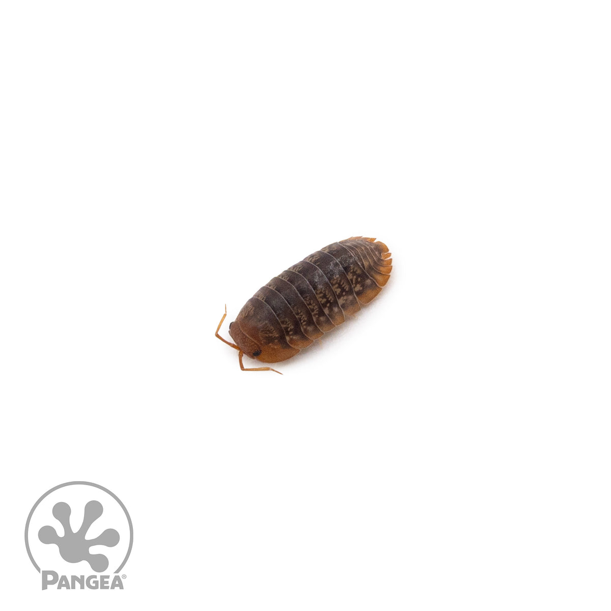 Sinodillo sp. (Formerly Merulanella) ‘Vietnam’ Isopods