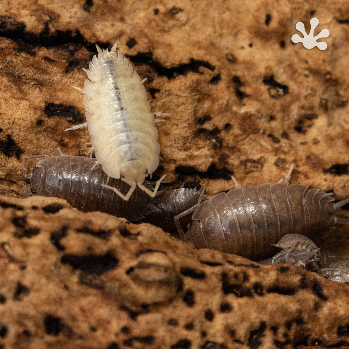 Porcellio laevis 'Marbled' Isopods