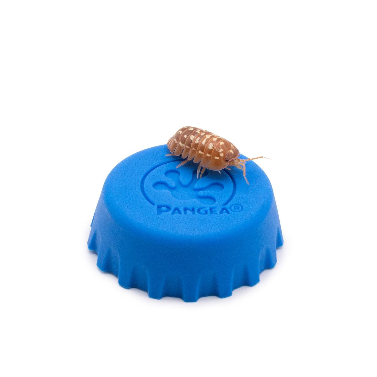 Armadillidium werneri ‘Orange’ Isopods