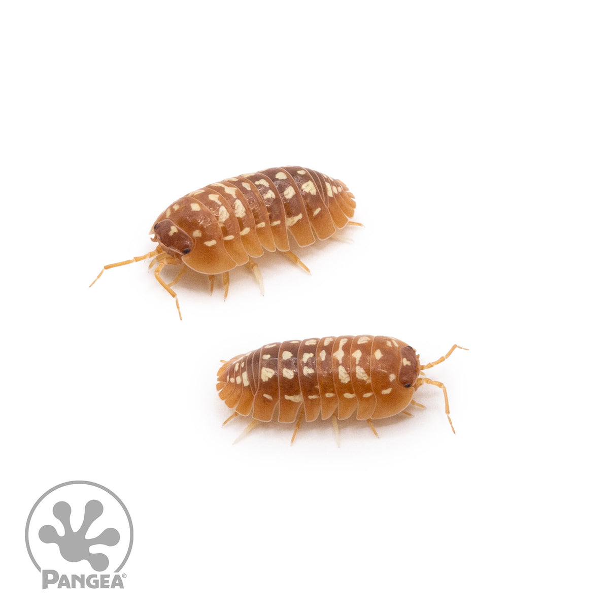 Armadillidium werneri ‘Orange’ Isopods
