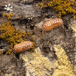 Armadillidium werneri ‘Orange’ Isopods