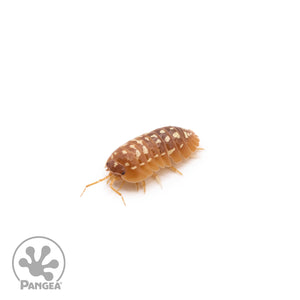 Armadillidium werneri ‘Orange’ Isopods