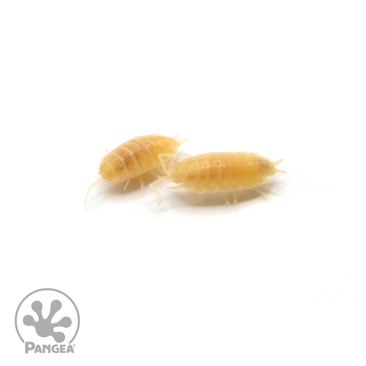 Porcellionides pruinosus 'White Out' Isopods