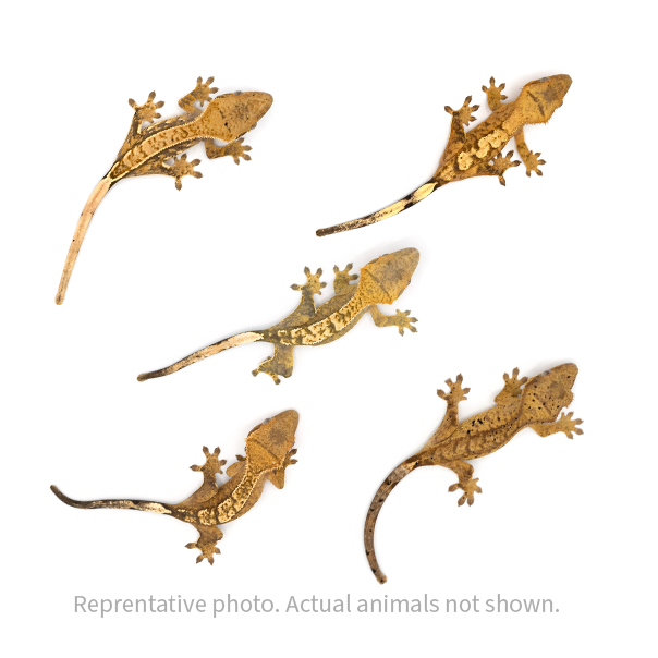 Pangea Wholesale Crested Gecko Package