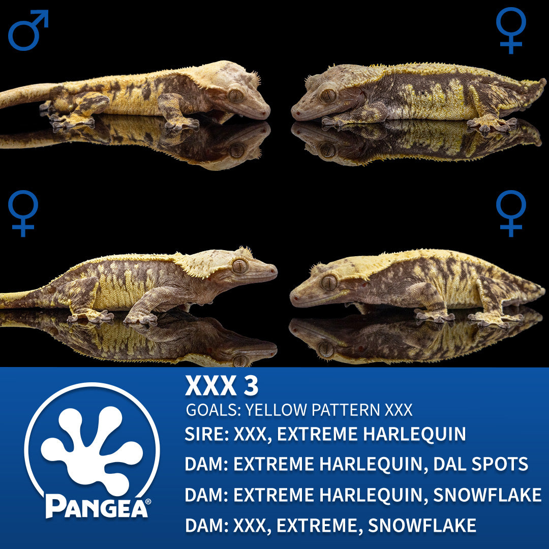 Male Tricolor Extreme Harlequin Crested Gecko Cr-2770 breeder graphic