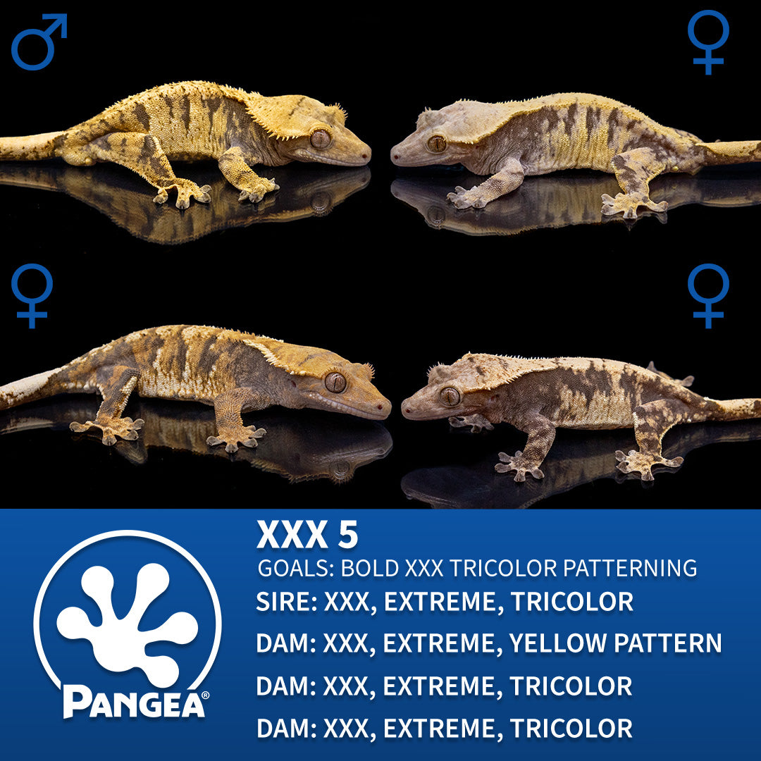 Cr-2590 breeder graphic