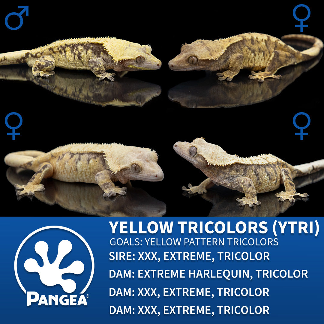 YellowTricolorGraphic