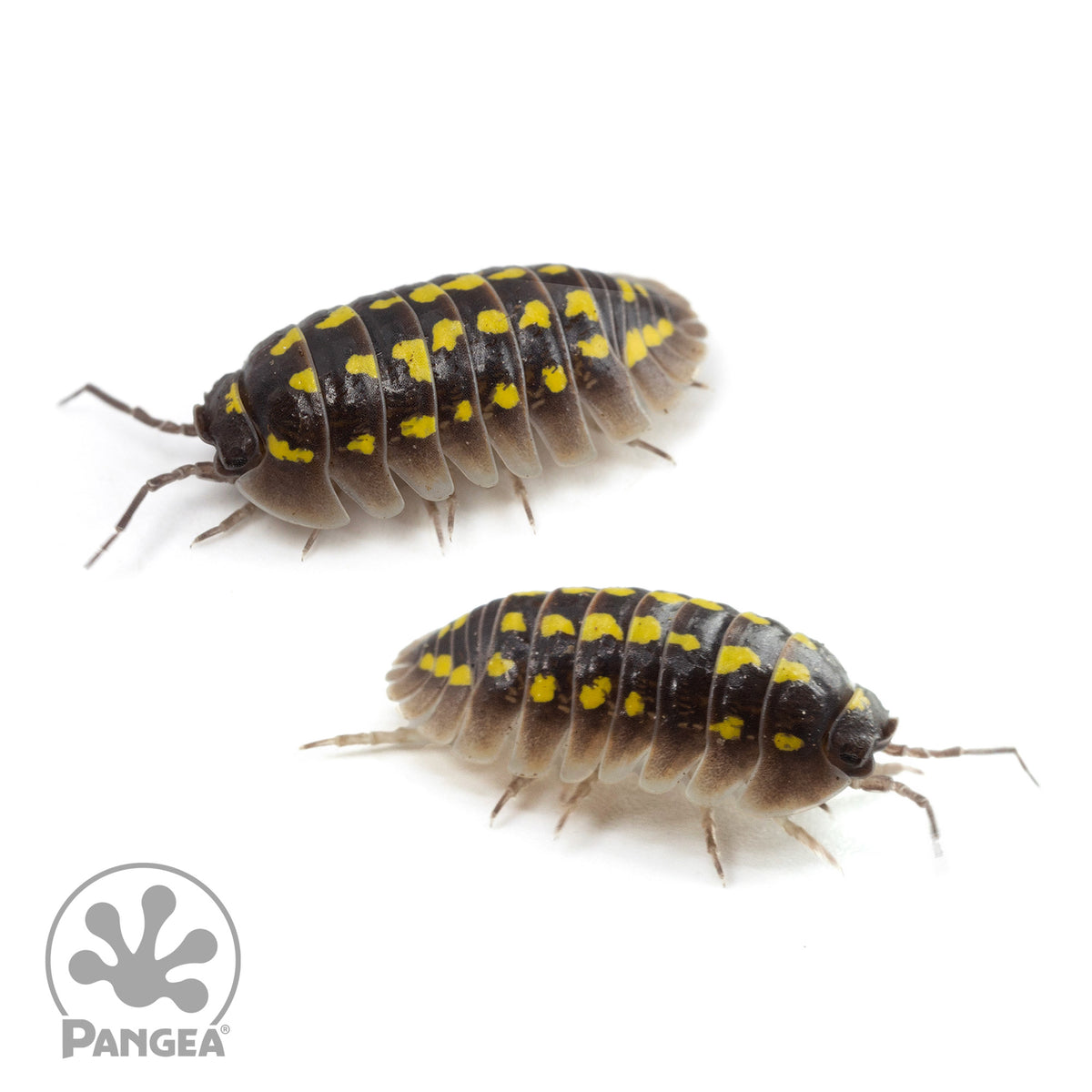 Armadillidium gestroi Isopods