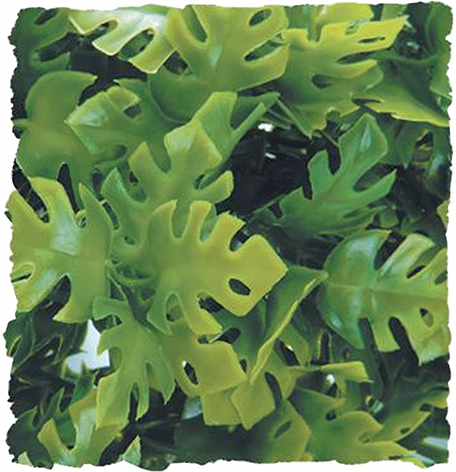 amazon hanging plants Large Plant | Natural Bush | Pangea Reptile