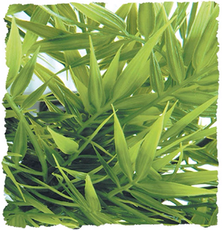 Zoo Med Natural Hanging Plant- Large