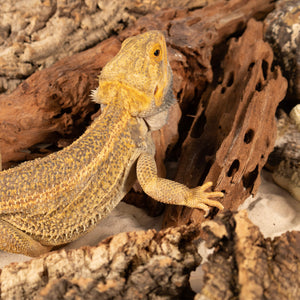 Lifestyle photo of bearded dragon next to Malaysian driftwood from Pangea Reptile