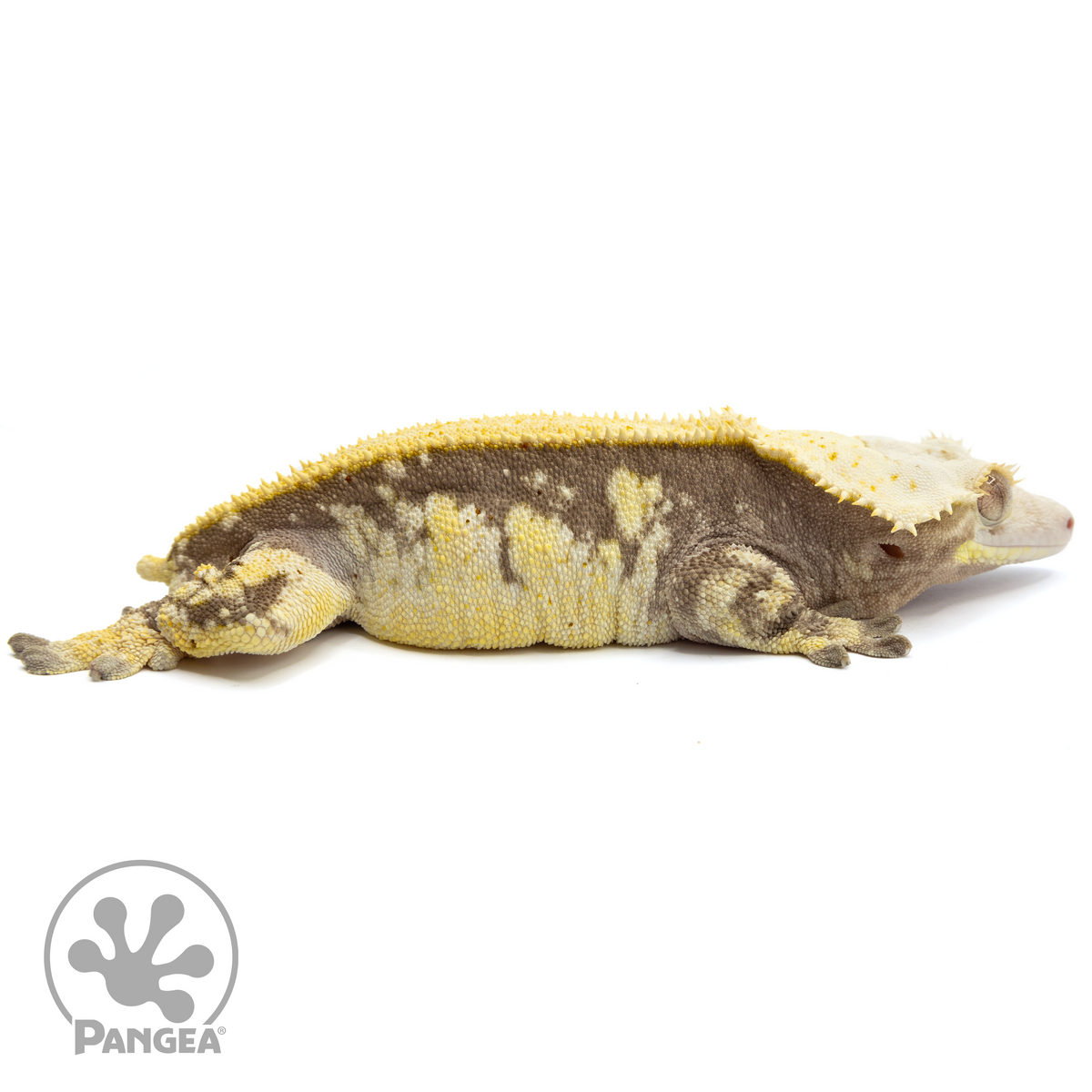 Cr-1804 facing right