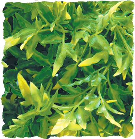 natural hanging plants Large Plant | Natural Bush | Pangea Reptile