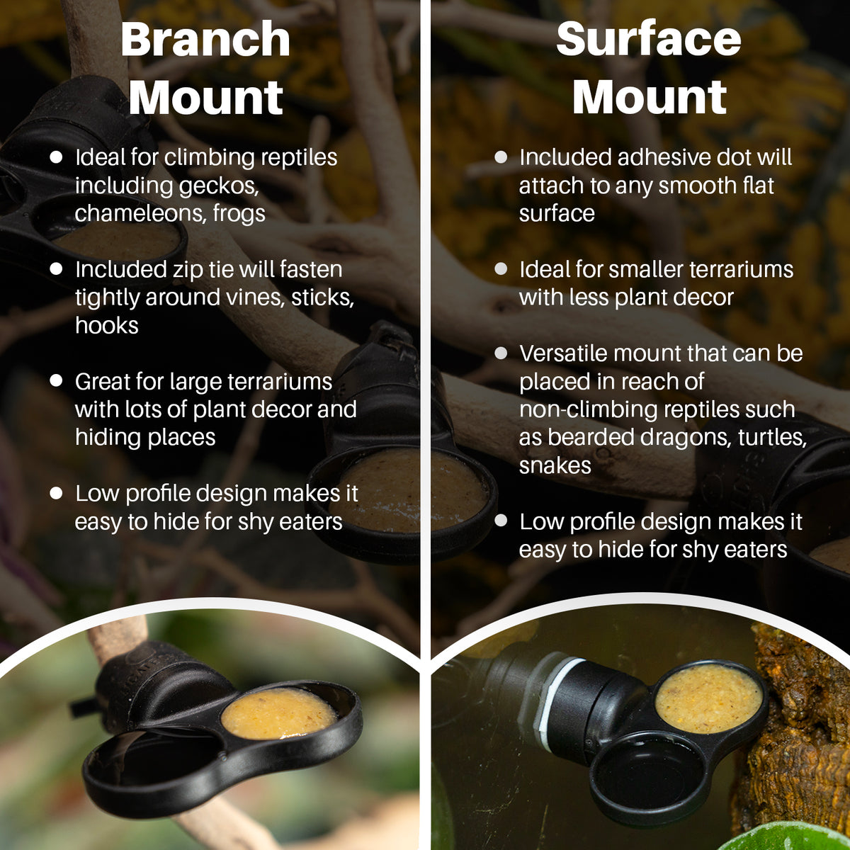 Pangea MicroDish Extra-Small Dual Branch and Surface comparisons.