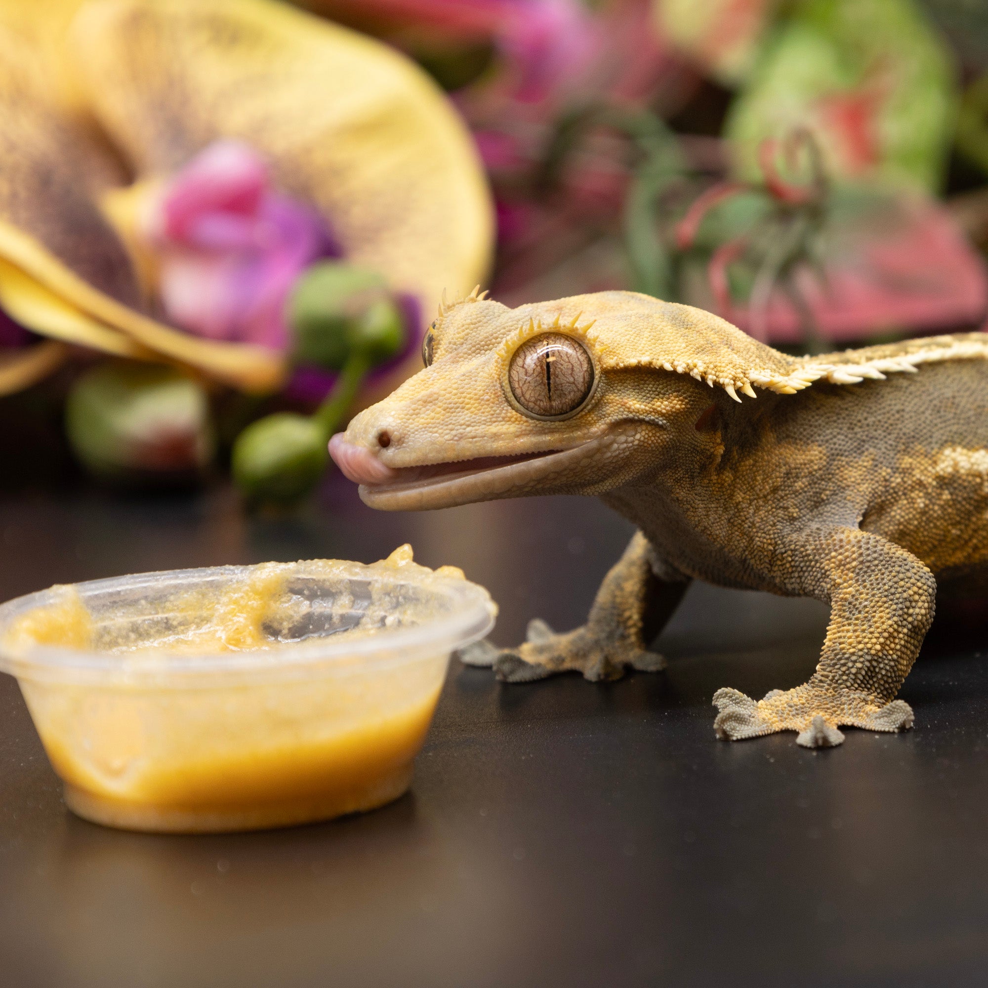 Crested Gecko Feeding Kit | Pangea Reptile - Pangea Reptile LLC