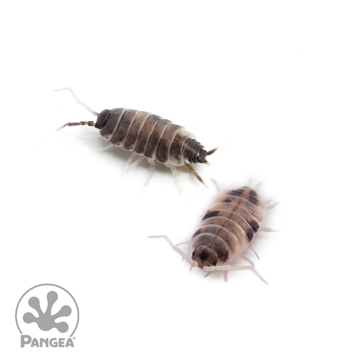 Porcellionides pruinosus 'Oreo Crumble' Isopods