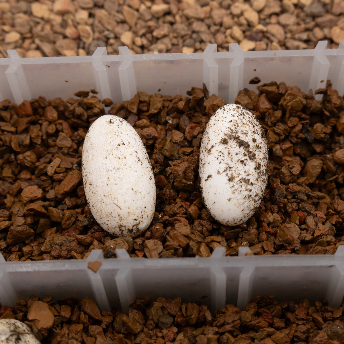 Pangea Hatch - incubating eggs in Pangea Reptile Egg Organizer.