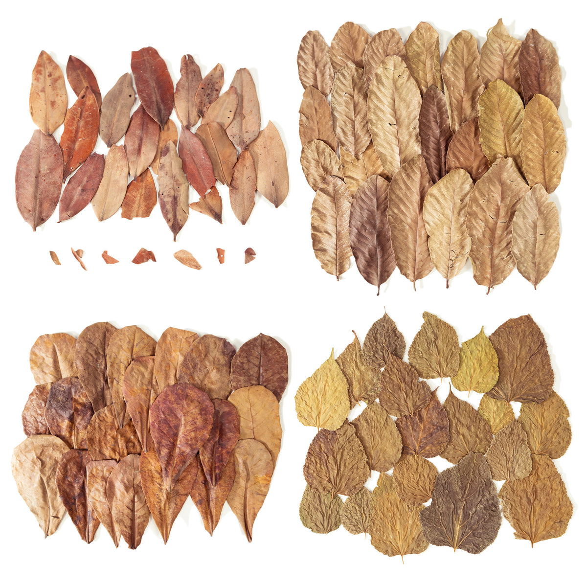 Pangea Leaf Litter Decor