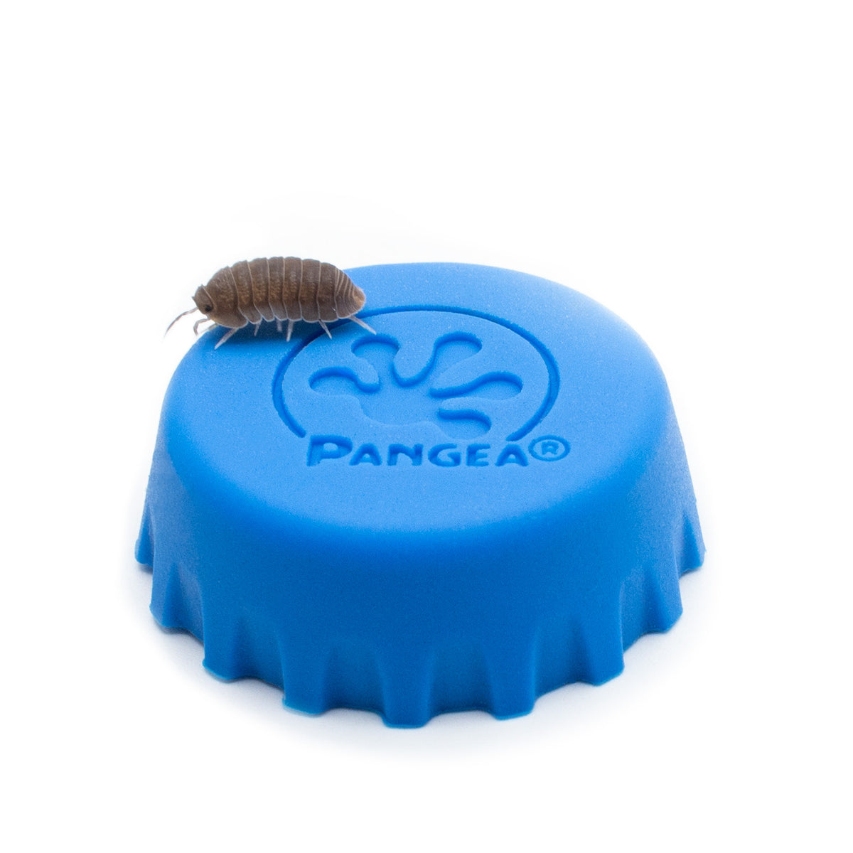 Cubaris murina 'Little Sea' Isopods - Pangea Reptile LLC