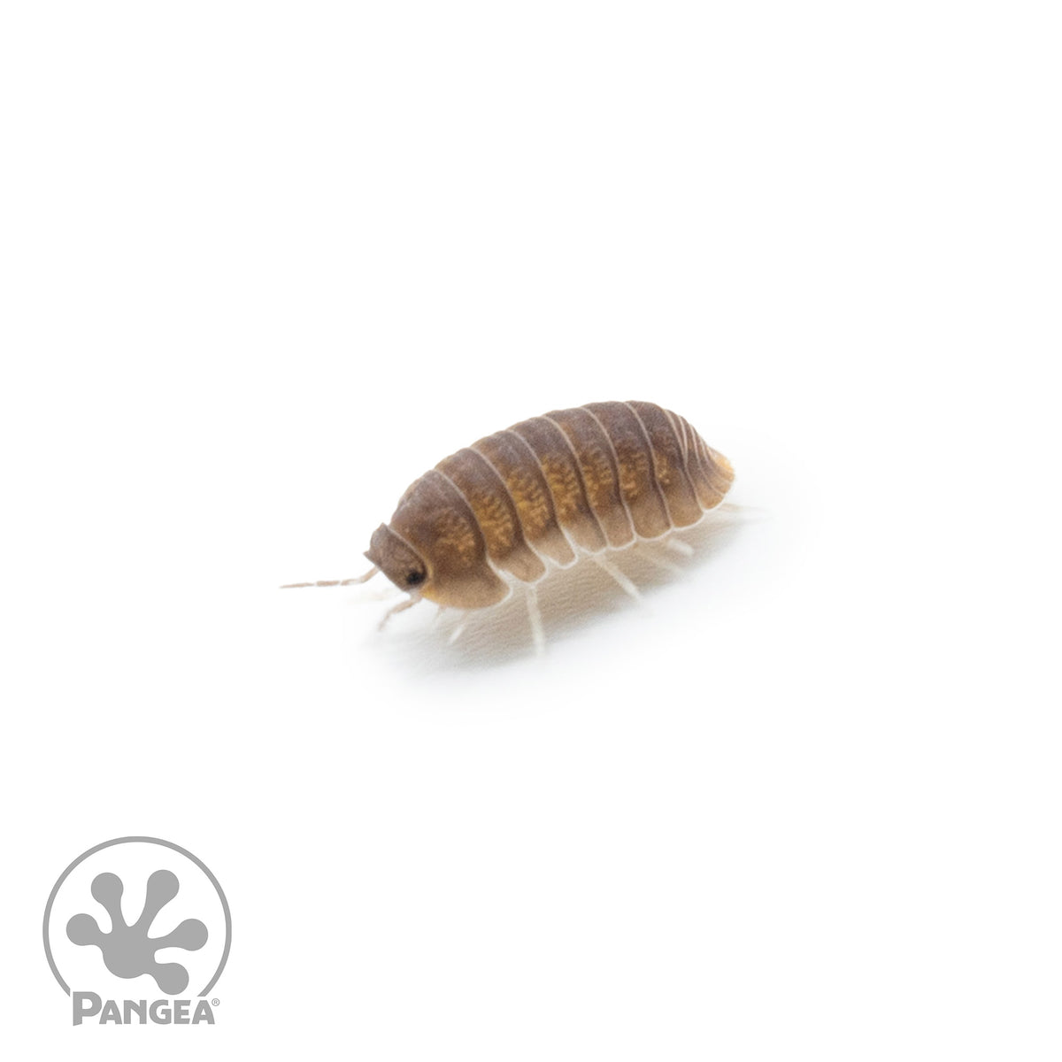 Cubaris murina 'Little Sea' Isopods - Pangea Reptile LLC