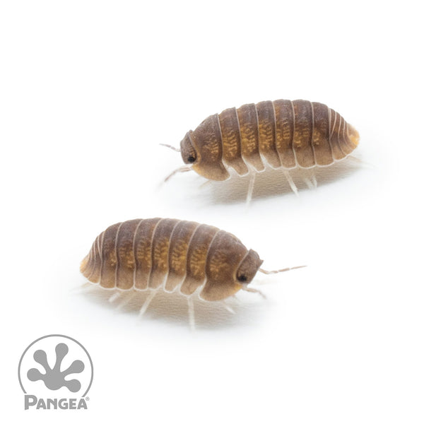 Cubaris murina 'Little Sea' Isopods - Pangea Reptile LLC