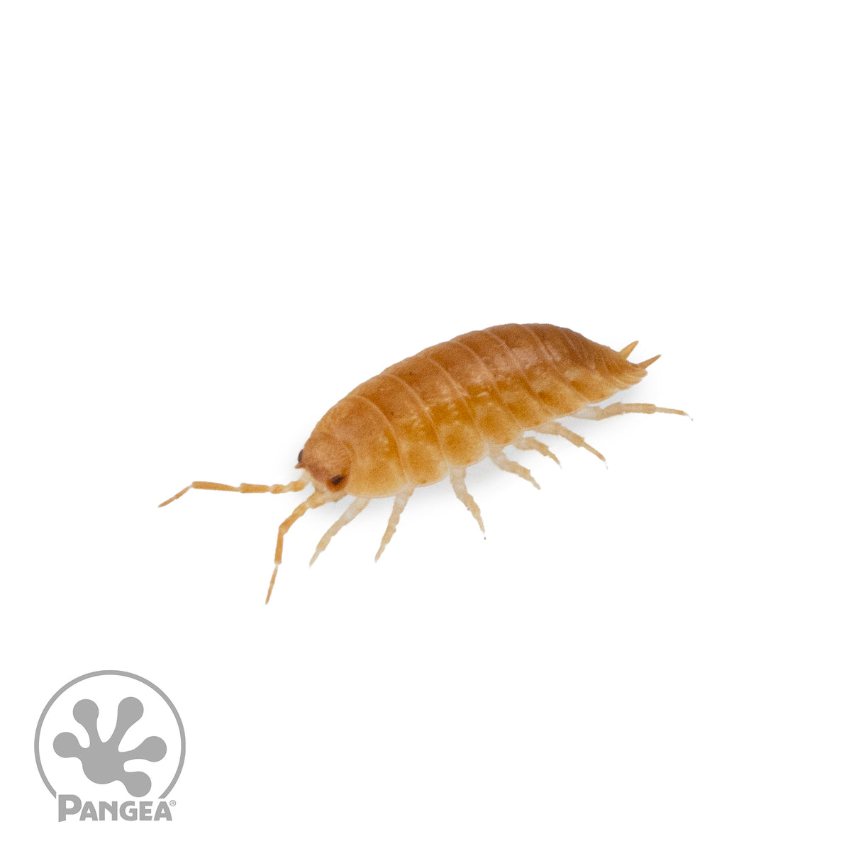 Porcellio laevis 'Orange' Isopods