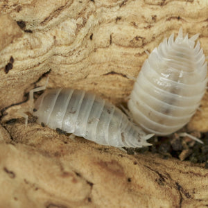 Porcellio laevis 'White' Isopods