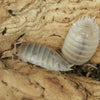Porcellio laevis 'White' Isopods