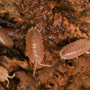 Porcellio dilatatus ‘Rust’ Isopods
