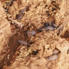Porcellio scaber 'Calico' Isopods