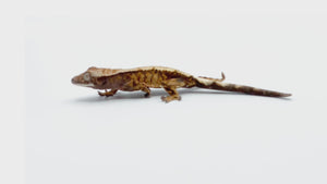 Juvenile Sable Crested Gecko MR-014