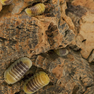 Cubaris sp. ‘Jupiter’ Isopods