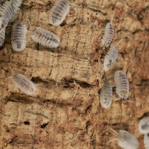Nesodillo arcangelii ‘Shiro Utsuri’ Isopods