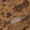 Armadillidium peraccae Isopods