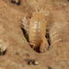 Porcellionides pruinosus 'Powder Orange' Isopods