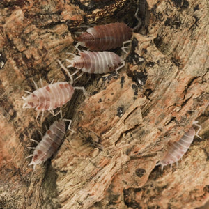 Porcellionides pruinosus 'Orange Cream' Isopods