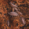 Porcellionides pruinosus 'Powder Blue' Isopods